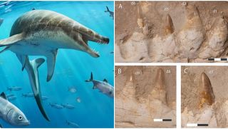 Phát hiện ‘quái vật’ biển thời khủng long chưa từng thấy với hàm răng khổng lồ hình dao găm