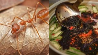 Kiến có vị như thế nào? Người Trung Quốc nói nó có vị chua và giòn, người Mexico nói có vị hạt dẻ