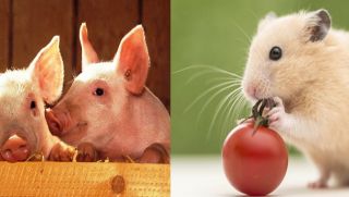 4 con giáp trong tháng tới tài lộc đỏ vận, phúc lộc đầy nhà con đường công danh mở rộng