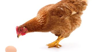 Con gà hay quả trứng có trước? Câu trả lời của nhà động vật học sẽ khiến nhiều người bất ngờ