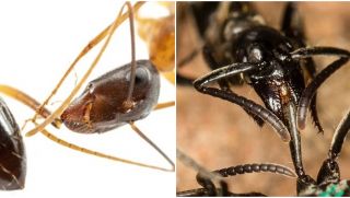 Phát hiện loài động vật duy nhất ngoài con người biết 'phẫu thuật cứu sống đồng loại'