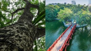 Cây gỗ quý hiếm trồng ở bờ hồ Hoàn Kiếm được ví như 'khối vàng lộ thiên', mỗi cây hơn 20 tỷ đồng