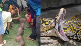 Thảm kịch trăn ăn thịt người ở Indonesia: Cụ bà 74 tuổi bị trăn nuốt chửng, người thân bật khóc khi tìm thấy thi thể