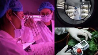 Các nhà khoa học bắt tay vào nghiên cứu một loại khoai tây chống biến đổi khí hậu