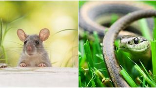 Vào ngày 27/4, 4 con giáp sau đây sẽ có bước đột phá trong công việc, tích lũy được nhiều của cải