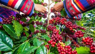 Giá cà phê hôm nay 29/4: Arabica tăng 'vọt' nhưng Robusta vẫn là 'chân ái' của người nông dân