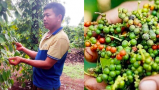 Giá tiêu hôm nay 8/5/2025: Người nông dân đón tin vui về giá tiêu trong nước