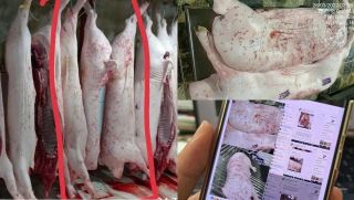 Thông tin nóng về cán bộ đóng dấu ‘được lưu thông’ lên heo bệnh của C.P, đã có án phạt chính thức