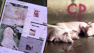 Bộ Công an làm rõ động cơ phát tán hình ảnh tố C.P. bán heo bệnh, không khởi tố vụ án hình sự