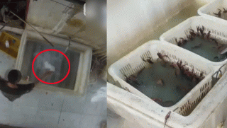 Sốc trước cảnh nhà hàng sử dụng axit oxalic để rửa tôm hùm và nhiều ngày liên tục không thay nước