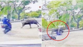 Đứng tim clip cô gái điều khiển xe máy bị 'trâu điên' lao đến húc, chạy vẫn không thể thoát