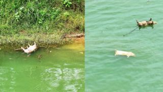 Kinh hãi xác lợn chết trôi lềnh bềnh sông Lô, người dân lo lắng nguy cơ nước bị nhiễm bẩn 