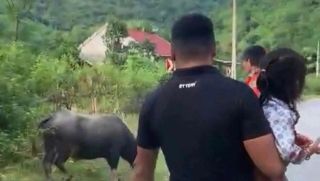Trâu điên đoạt mạng bé gái 4 tuổi ở Nghệ An, xót xa trước hoàn cảnh gia đình thương tâm