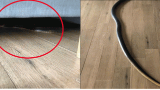 Ecopark Văn Giang: Cư dân sợ hãi khi rắn xuất hiện nhiều lần trong căn hộ, hé lộ nguyên nhân?