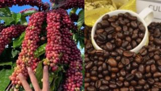 Giá cà phê hôm nay 24/9: Sau chuỗi tăng nóng, giá cà phê chìm trong sắc đỏ, người trồng lại 'đứng ngồi không yên'