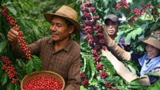 Choáng váng với kỷ lục xuất khẩu cà phê của Việt Nam, thu về số tiền cực 'khủng' chỉ sau 9 tháng