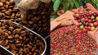 Giá cà phê hôm nay 1/10: Giá cà phê Tây Nguyên 'rực rỡ' giữ vững đỉnh, thị trường quốc tế hồi phục