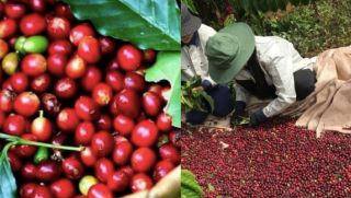 Giá cà phê hôm nay 3/10: Thả dốc sau chuỗi tăng 'khủng', nông dân thấp thỏm lo âu