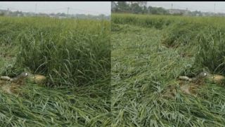 Cao Bằng: Người dân địa phương sợ hãi khi phát hiện thi thể nam giới 'ở nơi khác' trong ruộng lúa