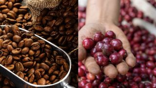 Giá cà phê hôm nay 8/10: Giá lao dốc ngoài dự đoán, thị trường nội địa và quốc tế cùng 'đỏ lửa'