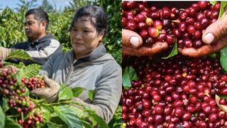 Giá cà phê hôm nay 12/10: Thị trường 'chao đảo', giá cà phê bất ngờ đổi chiều so với đầu tuần