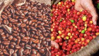 Giá cà phê hôm nay 22/10: Chỉ sau một đêm, giá cà phê tăng vọt, người nông dân đón tin 'cực vui'