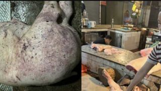 Lời khai không thể chấp nhận vụ 2 vợ chồng mua 837 kg thịt bốc mùi hôi thối để tuồn ra thị trường