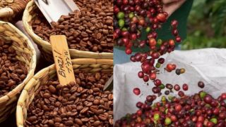 Giá cà phê hôm nay 23/10: 'Vàng nâu' tăng phi mã, người trồng vui khi giá cà phê lên đỉnh mới