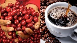 Giá cà phê hôm nay 25/10: Tăng mạnh trong nước, bất ngờ trái chiều với thế giới