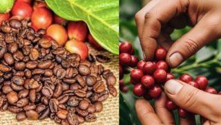 Giá cà phê hôm nay 27/10: Vẫn giữ 'sắc xanh', nông dân kỳ vọng mốc 120.000 đồng/kg đang đến gần