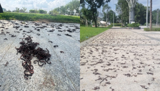 Quảng Ngãi: Kinh hãi hình ảnh hàng ngàn con giun bò lên đường, chết la liệt ở khu đô thị, nguyên nhân do đâu?