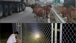 Quảng Trị: Xuất hiện đàn bò di chuyển trên cao tốc, hé lộ hành động gây khó hiểu của người dân