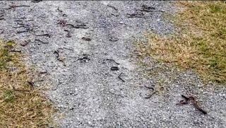 Hàng nghìn con giun đất bò lên mặt đất rồi chết ở Quảng Trị, cơ quan chức năng giải mã nguyên nhân