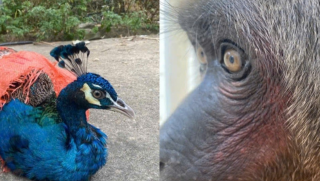 Thông tin mới về 3 loài động vật quý hiếm được tìm thấy ở Thanh Hóa