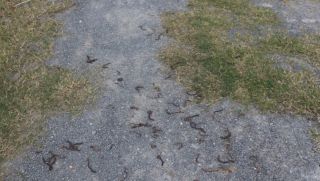 Lý giải nguyên nhân hàng triệu con giun bò kín sân vườn, chết bất thường ở Quảng Trị