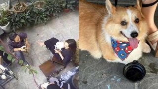 Vụ khách cho chó uống bằng cốc của người ở quán cà phê: Thái độ phản ứng của khách gây phẫn nộ