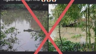 Đăng tin bịa đặt về cá sấu ‘khổng lồ’, thanh niên nhận cái kết bất ngờ