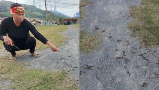 Kết quả xác minh hiện tượng hàng loạt giun đất bất ngờ chết khô tại Quảng Trị khiến người dân lo lắng 