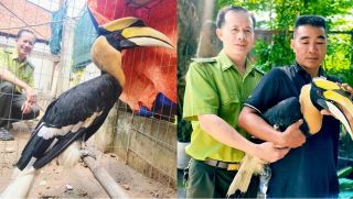 Chim lạ đặc biệt quý hiếm sà xuống xe máy người dân, đuổi cũng không chịu đi và cái kết bất ngờ