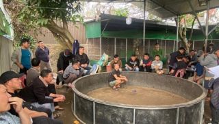 Bắt quả tang ổ đá gà thu hút nhiều chủ trang trại lớn ở Nghệ An: Vạch trần lớp ngụy tạo bên ngoài