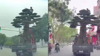 Danh tính tài xế chở cây cảnh và người ở Ninh Bình bị xử phạt 33 triệu và trừ 2 điểm trên giấy phép lái xe