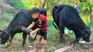 Thanh Hóa: Người dân đổ xô đến xem con bò 6 chân kỳ quái, chủ nhân bật mí nguồn gốc