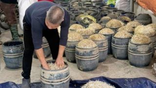 Phát hiện gần 3 tấn giá đỗ 'béo bất thường', hé lộ thủ đoạn dùng chất cấm trong sản xuất thực phẩm