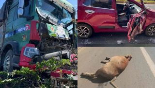 Hiện trường kinh hoàng xe tải ‘điên’ đại náo ở Đắk Lắk: 3 con bò thương vong, ô tô nát đầu