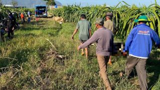 Danh tính người đàn ông tử vong trong vườn thanh long ở Lâm Đồng, người dân kể lại sự tình