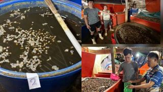 Cận cảnh ‘lò’ ngâm ốc bươu bằng hóa chất xây dựng: Hé lộ lời khai rúng động của ông trùm