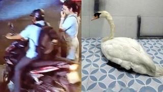 Vụ thiên nga Thảo Cầm Viên Sài Gòn bị mất: Lộ diện danh tính kẻ trộm từ manh mối một chiếc kìm sắt 