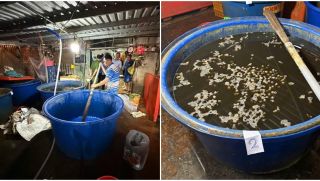 Tác hại kinh khủng từ việc ăn ốc bươu bị ngâm bằng ‘thủy tinh lỏng’, hàng nghìn tấn ốc đã được tuồn ra thị trường