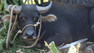 Con trâu 'điên' húc 2 người bị thương đã chạy sang Lào, tình hình các nạn nhân sau sự cố?