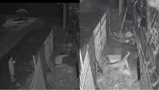 Công an thông tin nóng vụ chồng đâm vợ ở Đồng Tháp, bất chấp con nhỏ cầu xin ‘ba ơi đừng xử mẹ mà’